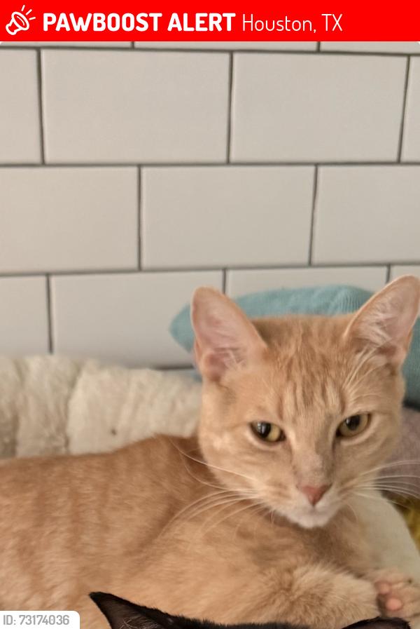 Lost Male Cat last seen Blalock and Blalock Lane in Bunker Hill Village, Houston, TX 77024