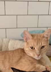 Lost Male Cat last seen Blalock and Blalock Lane in Bunker Hill Village, Houston, TX 77024