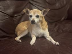 Reunited Female Dog last seen Skaggs Elementary school, Plano, TX 75025