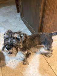 Found/Stray Female Dog last seen E citrus st and Bangor ave, Highland, CA 92346