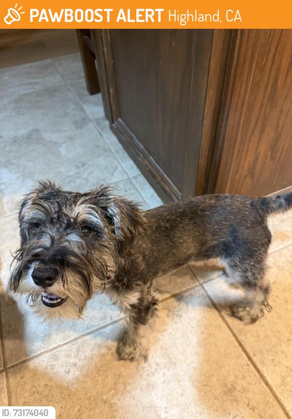 Found/Stray Female Dog last seen E citrus st and Bangor ave, Highland, CA 92346