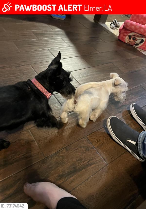 Lost Female Dog last seen Elmer Rc, Durand Rd, Elmer, LA 71424