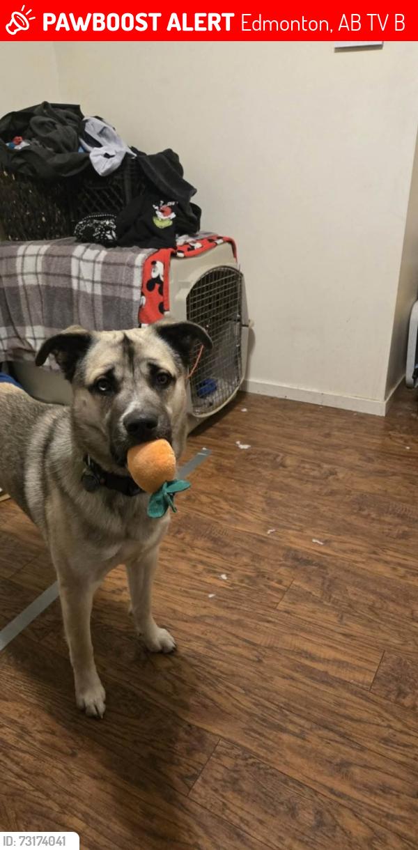 Lost Male Dog last seen Macaulay area, Edmonton, AB T5V 0B2