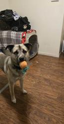 Lost Male Dog last seen Macaulay area, Edmonton, AB T5V 0B2