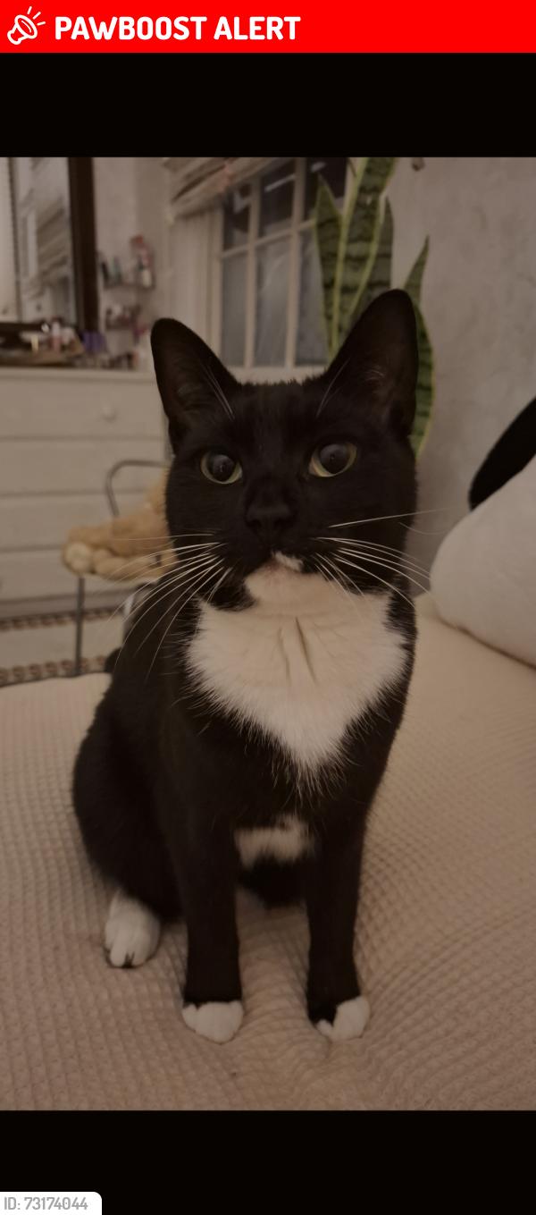 Lost Female Cat last seen Bourke street Woolloomooloo, Woolloomooloo, NSW 2011