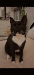 Lost Female Cat last seen Bourke street Woolloomooloo, Woolloomooloo, NSW 2011