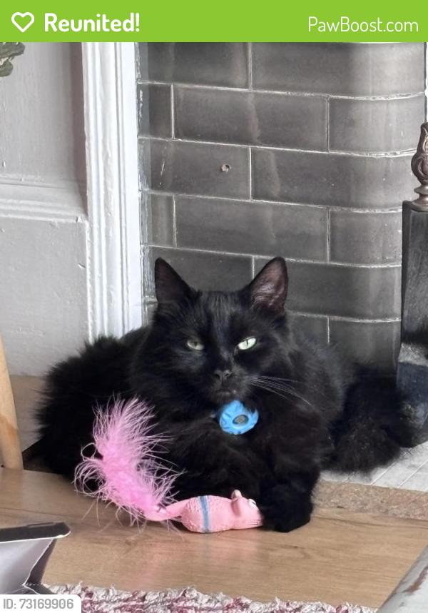 Reunited Male Cat last seen Holyrood drive, Southend-on-Sea, England 