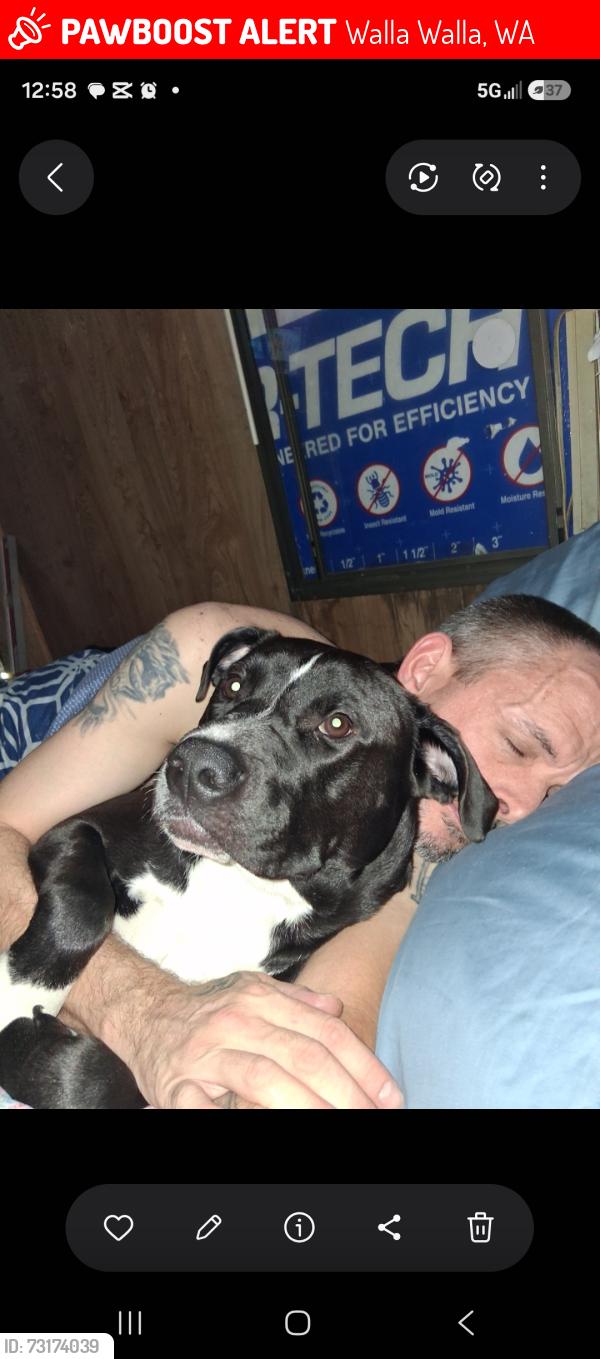 Lost Male Dog last seen Plaza way and titan, Walla Walla, WA 99362