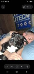 Lost Male Dog last seen Plaza way and titan, Walla Walla, WA 99362