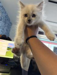 Shelter Stray Female Cat last seen Near BLOCK EGGERS ST, BAKERSFIELD CA 93304, 3951 Fruitvale Ave, Bakersfield, CA 93308, USA