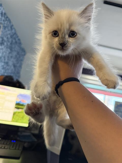 Shelter Stray Female Cat last seen Near BLOCK EGGERS ST, BAKERSFIELD CA 93304, 3951 Fruitvale Ave, Bakersfield, CA 93308, USA