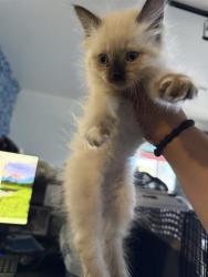 Shelter Stray Female Cat last seen Near BLOCK EGGERS ST, BAKERSFIELD CA 93304, 3951 Fruitvale Ave, Bakersfield, CA 93308, USA