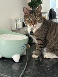 Reunited Male Cat last seen Paulsgrove Road, Portsmouth, England PO2 7HR