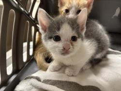 Shelter Stray Female Cat last seen CARR STORE RD, 1601 Eubanks Rd, Chapel Hill, NC 27516, USA