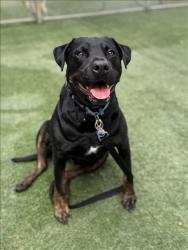 Shelter Stray Female Dog last seen , West Valley Animal Shelter, 20655 Plummer St, Chatsworth, CA 91311, USA