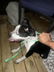 Found/Stray Female Dog last seen Parmer lane and north Lamar, Austin, TX 78751