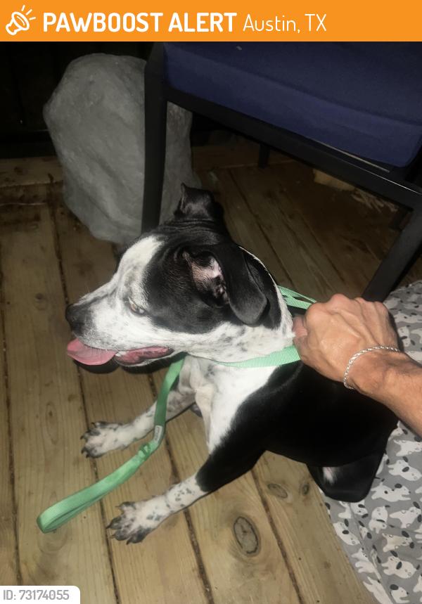 Found/Stray Female Dog last seen Parmer lane and north Lamar, Austin, TX 78751