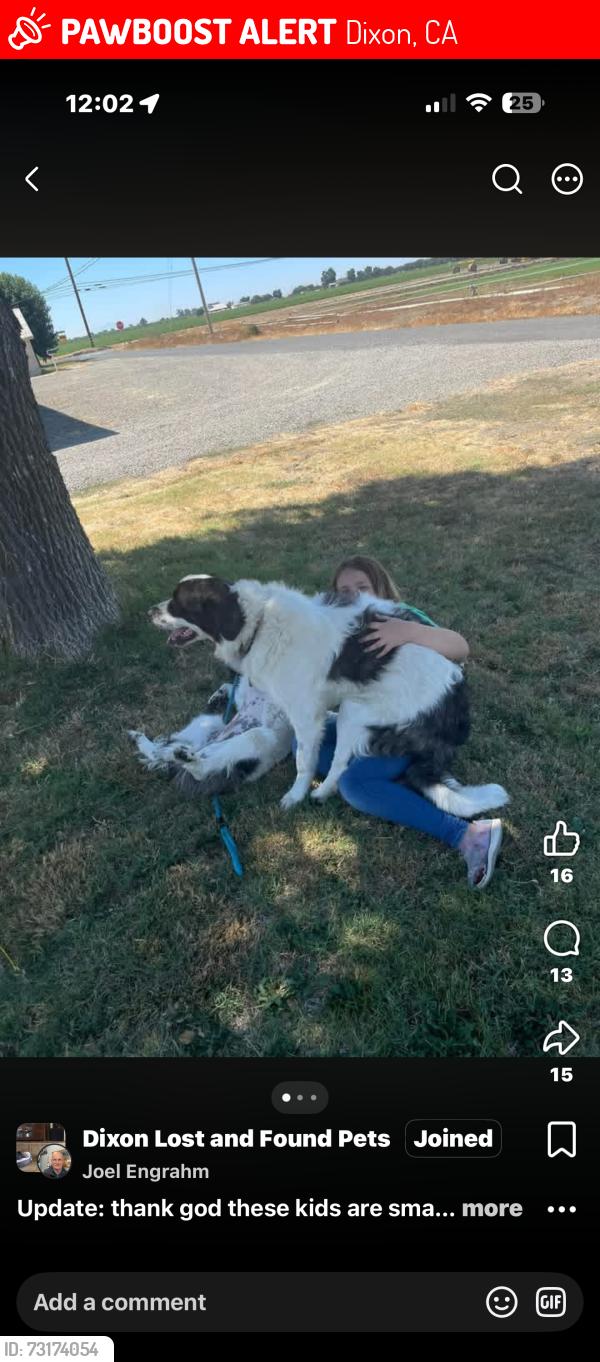 Lost Female Dog last seen West H st and North Adams, Dixon, CA 95620