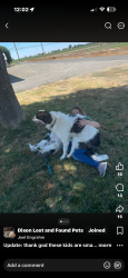 Lost Female Dog last seen West H st and North Adams, Dixon, CA 95620
