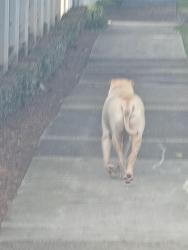 Reunited Male Dog last seen Adelaide Street East then onto Liverpool Road, Clayfield, QLD 4011