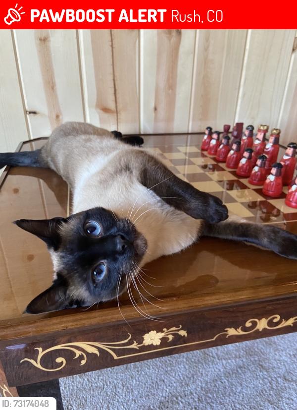 Lost Male Cat last seen S Rush Rd and Truckston RD, Rush, CO 80833