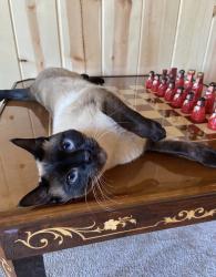 Lost Male Cat last seen S Rush Rd and Truckston RD, Rush, CO 80833