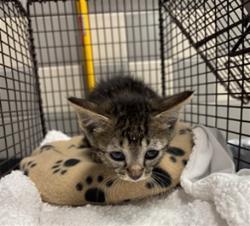 Shelter Stray Male Cat last seen , 957 N Gaffey St, San Pedro, CA 90731, USA