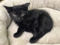 Shelter Stray Male Cat last seen , 957 N Gaffey St, San Pedro, CA 90731, USA