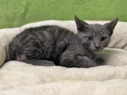 Shelter Stray Male Cat last seen , 957 N Gaffey St, San Pedro, CA 90731, USA