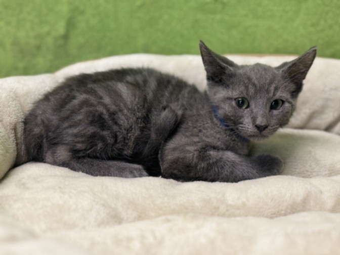 Shelter Stray Male Cat last seen , 957 N Gaffey St, San Pedro, CA 90731, USA