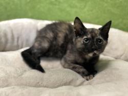 Shelter Stray Female Cat last seen , 957 N Gaffey St, San Pedro, CA 90731, USA