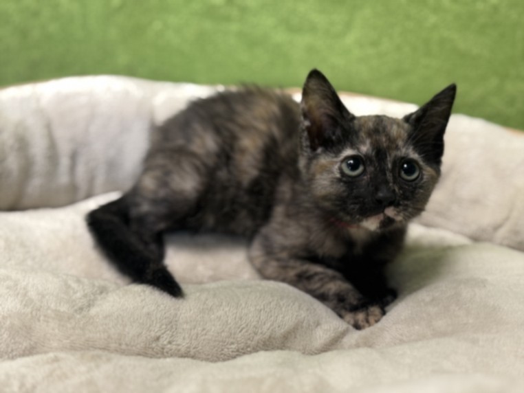 Shelter Stray Female Cat last seen , 957 N Gaffey St, San Pedro, CA 90731, USA