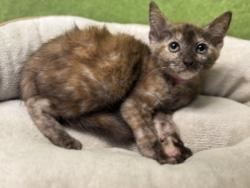 Shelter Stray Female Cat last seen , 957 N Gaffey St, San Pedro, CA 90731, USA