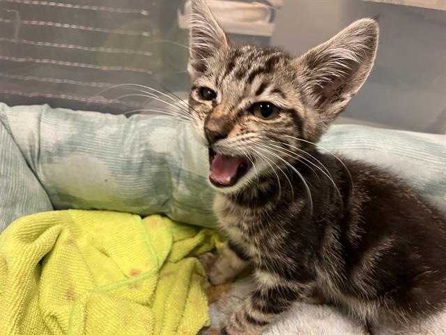 Shelter Stray Female Cat last seen Near BLK CARSON BLVD, LONG BEACH, CA 90808, 7700 E Spring St, Long Beach, CA 90815, USA