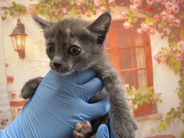 Shelter Stray Female Cat last seen N MAYFIELD AVE & W BASELINE ST, SAN BERNARDINO, CA, 92410, 333 Chandler Pl, San Bernardino, CA 92408, USA