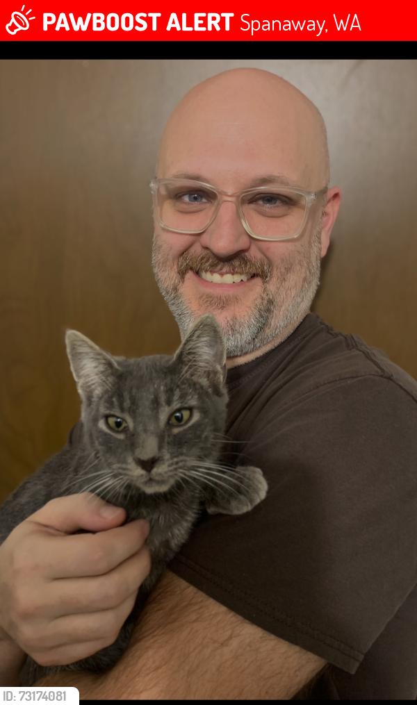 Lost Male Cat last seen Winchester Village, Spanaway, WA 98387