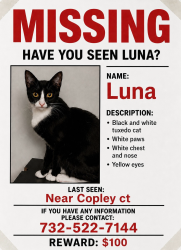 Lost Female Cat last seen Copley Court, Freehold, NJ 07728