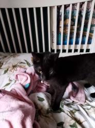 Reunited Female Cat last seen Newsham Park, Fairfield, England L7 0HT