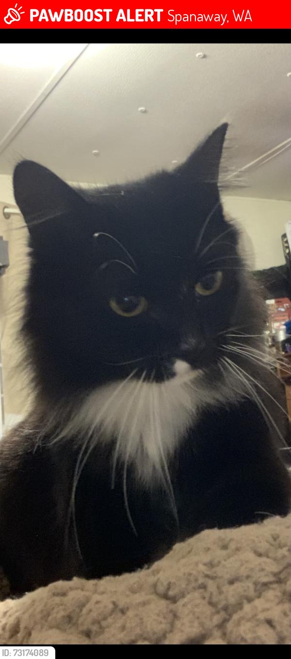 Lost Female Cat last seen Winchester Village, Spanaway, WA 98387