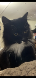 Lost Female Cat last seen Winchester Village, Spanaway, WA 98387