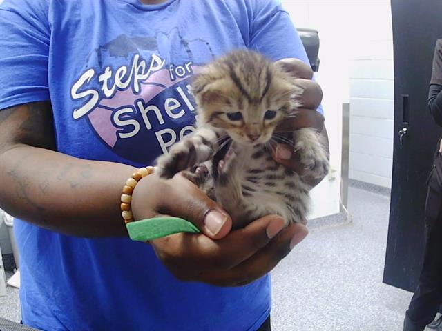 Shelter Stray Male Cat last seen CHARLOTTE, 8315 Byrum Dr, Charlotte, NC 28217, USA