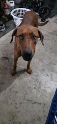 Found/Stray Male Dog last seen Washington and Bradley, Riverside, CA 92504