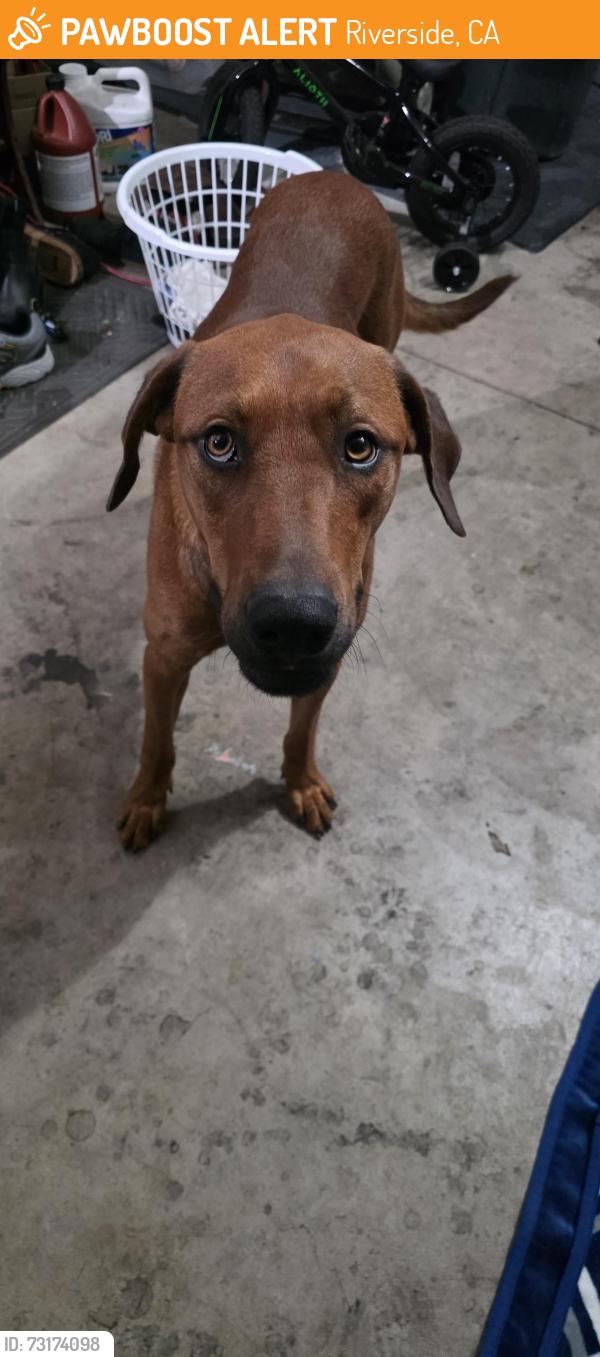 Found/Stray Male Dog last seen Washington and Bradley, Riverside, CA 92504