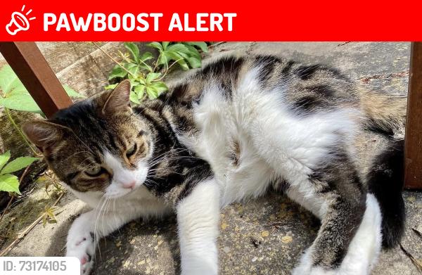 Lost Male Cat last seen Sutton, Greater London, England 