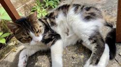 Lost Male Cat last seen Sutton, Greater London, England 