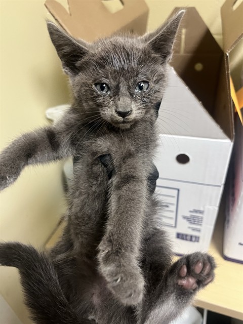 Shelter Stray Female Cat last seen RICHFIELD WAY & LEFORD WAY, 2127 Front St, Sacramento, CA 95818, USA
