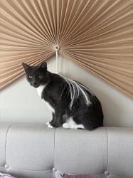 Reunited Male Cat last seen 21st and Grand View Ave, San Francisco, CA 94114