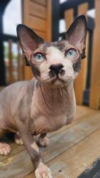 Reunited Male Cat last seen SE 119th and Holgate Blvd., Portland, OR 97266