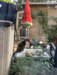 Found/Stray Unknown Cat last seen PR67UL Clayton Le woods, Clayton-le-Woods, England PR6 7UL