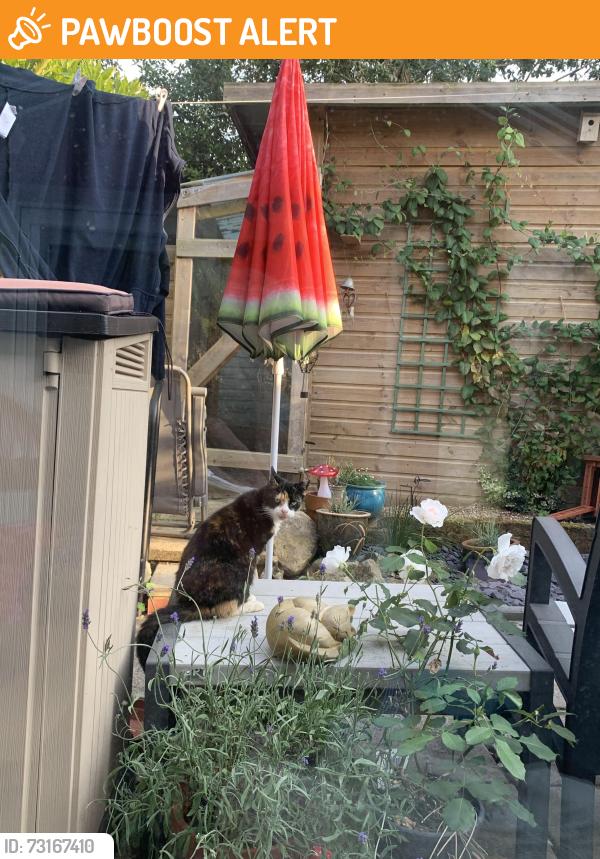 Found/Stray Unknown Cat last seen PR67UL Clayton Le woods, Clayton-le-Woods, England PR6 7UL